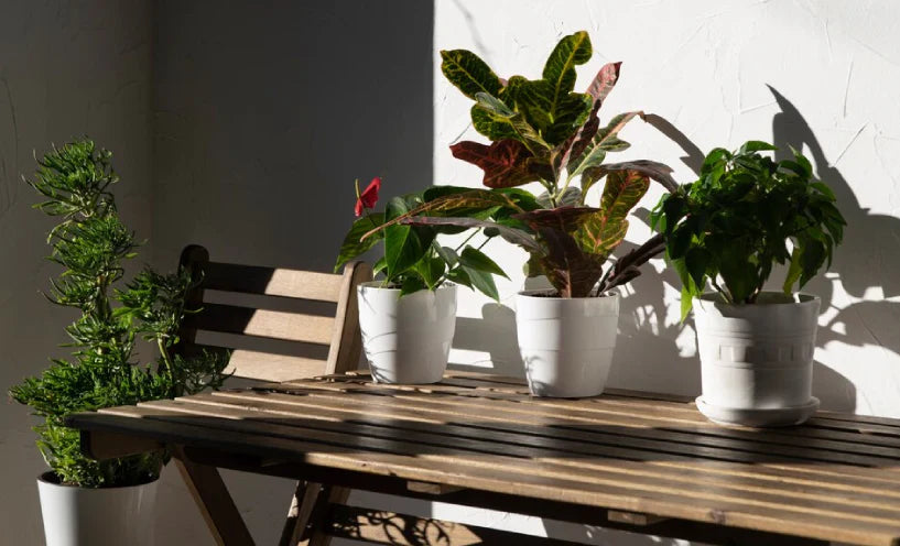 Easy Terrace Garden Ideas to Bring Nature to Your Home